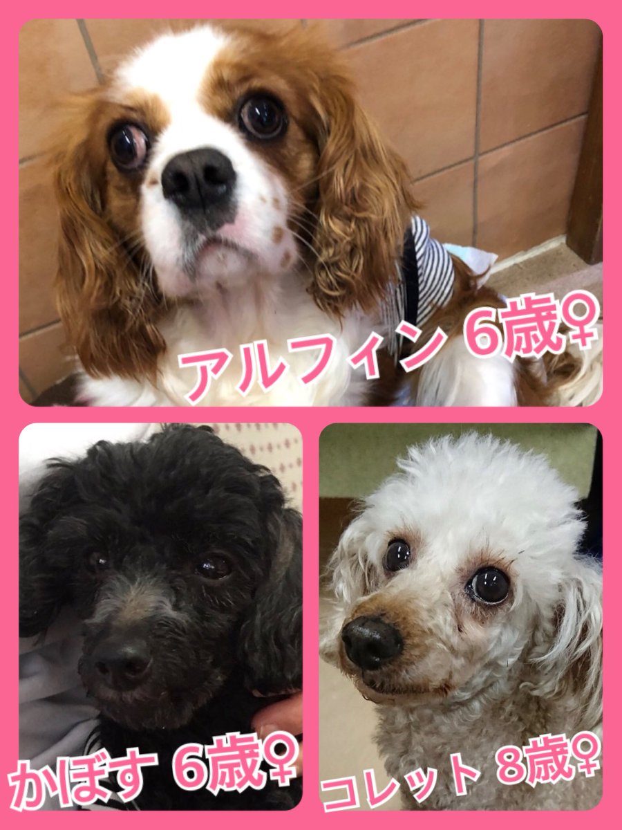 🐾今日の里親様募集中ワンコ🐶メンバーです🐾2019,5,6